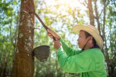 Asian rubber farmers tapping rubber in the rubber plantation